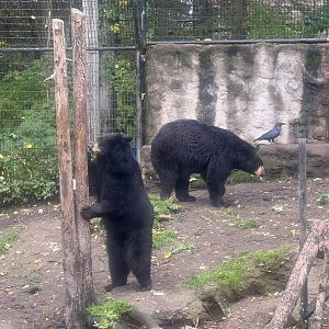 American Black Bears
