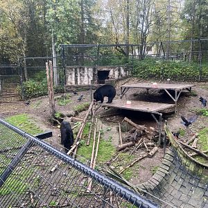Wider view Black Bears enclosure