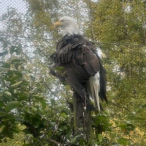 Bald Eagle