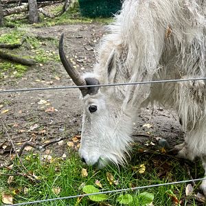 Mountain Goat eating falling leaves