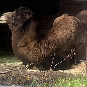 Bactrian Camel