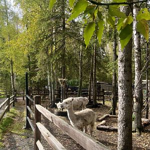 Alpaca Enclosure