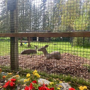 Sitka Blacktail Deer enclosure