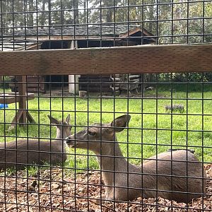 Sitka Blacktail Deer