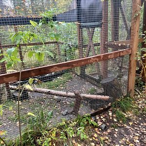 American Mink enclosure