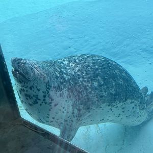 Pacific Harbor Seal