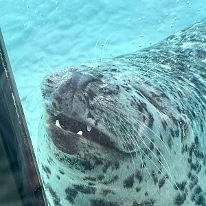 Harbor Seal smiling for guests