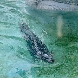 Harbor Seal