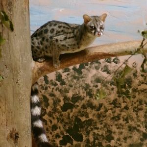 Common genet