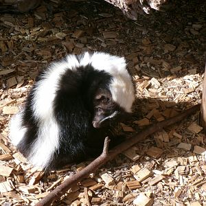 Striped skunk