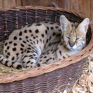 Serval