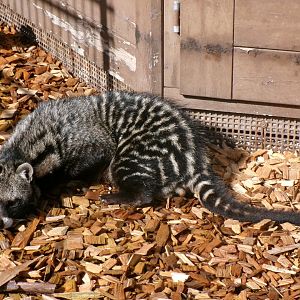 African civet