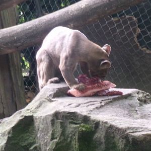 Fossa