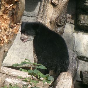 Spectacled bear
