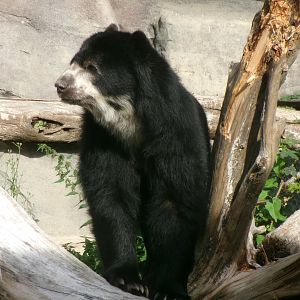 Spectacled bear