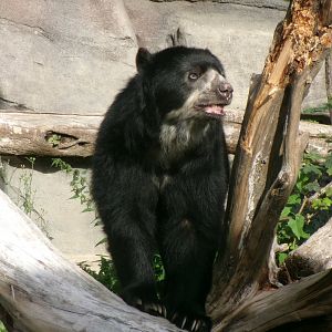 Spectacled bear
