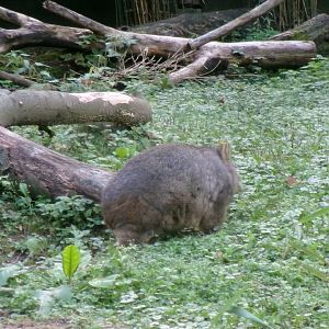 Wombat