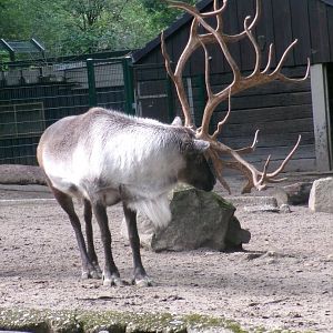 European forest reindeer