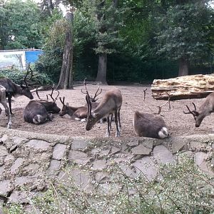 European forest reindeer
