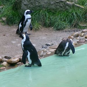 African penguin