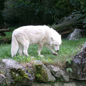 White wolf