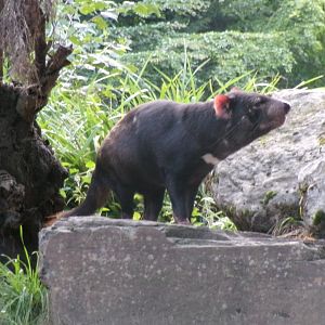 Tasmanian devil