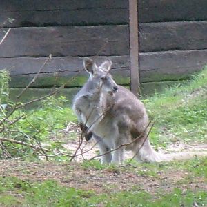 Eastern wallaroo