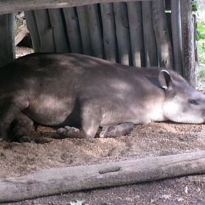Brazilian tapir