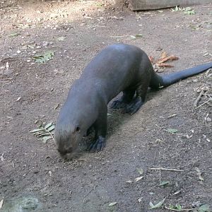 Giant river otter