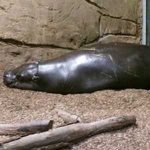 Pygmy hippopotamus