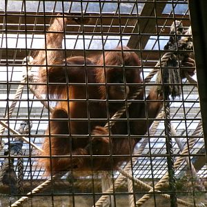 Bornean orangutan