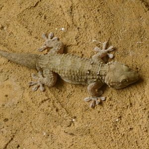 Ringed wall gecko