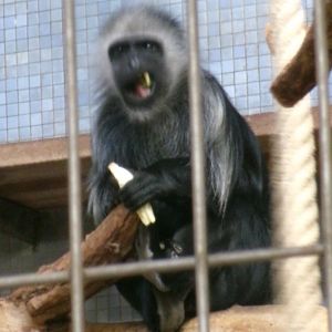 King colobus