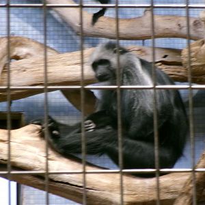 King colobus
