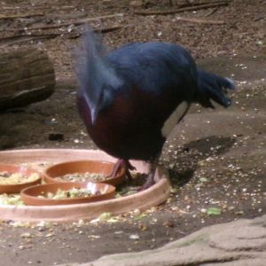 Sclater`s crowned-pigeon