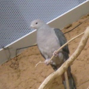 Pink-headed imperial-pigeon
