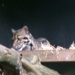 Indochinese clouded leopard