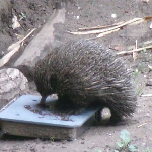 Short-beaked echidna