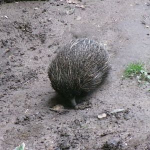 Short-beaked echidna