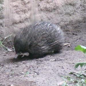 Short-beaked echidna