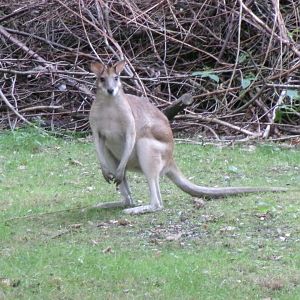 Agile wallaby