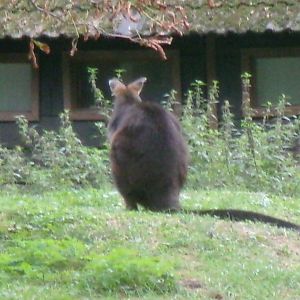 Eastern wallaroo