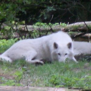 White wolf