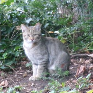 European wildcat