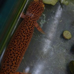 BtS: Red salamander (Pseudotriton ruber)