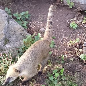 South American coati