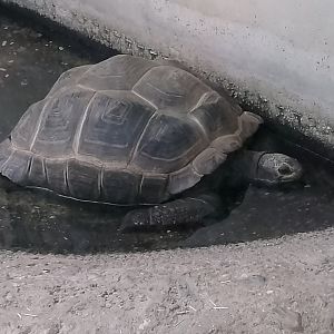 Aldabra giant tortoise