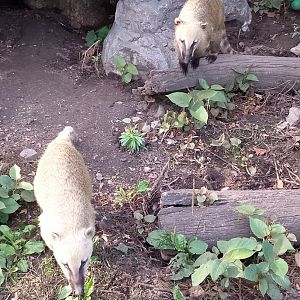South American coatis