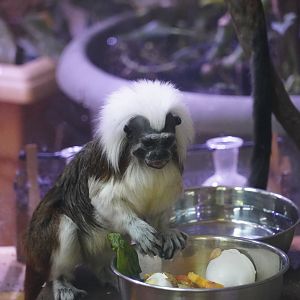 Cotton-Top Tamarin