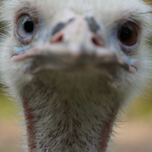 Albino Emu